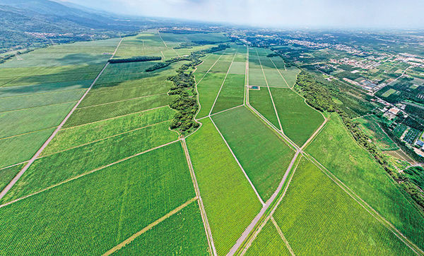農林旗下的屏東老埤農場總面積717公頃，可承受耕地為547公頃，其中， 茶葉種植面積占453公頃。