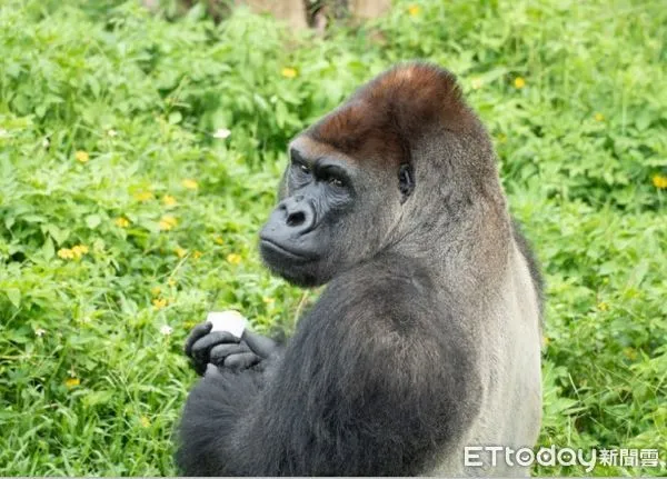 ▲迪亞哥夏天吃冰「帥氣回眸」　保育員加碼客製冰豐富動物園行為（圖／台北市立動物園提供）