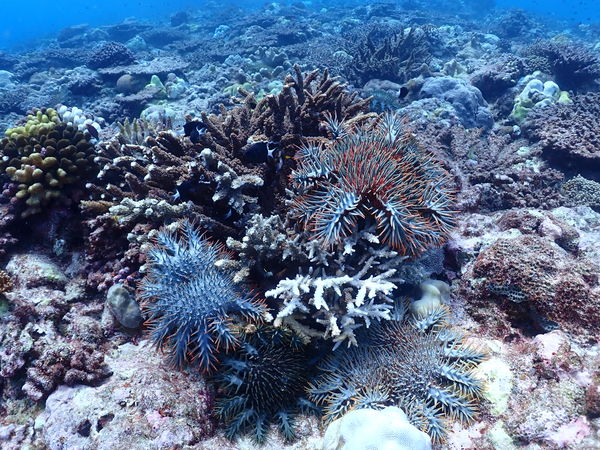 ▲▼「棘冠海星」大規模入侵東沙環礁海域引發關注。（圖／國家公園署提供）