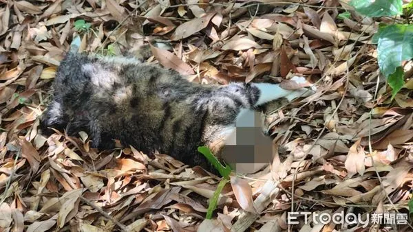 ▲▼彰化2家貓連籠遭棄公園　「1貓遭浪犬咬死」救援者氣：飼主在放死。（圖／網友授權提供）