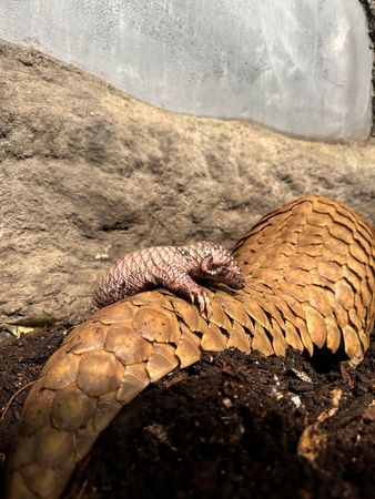 ▲▼台灣穿山甲「潤喉糖」在布拉格動物園誕下二寶。（圖／翻攝自Facebook／Miroslav Bobek, veřejný profil ）