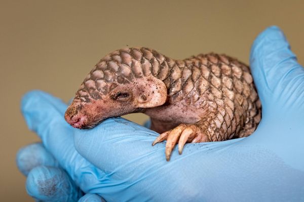 ▲▼台灣穿山甲「潤喉糖」在布拉格動物園誕下二寶。（圖／翻攝自Facebook／Miroslav Bobek, veřejný profil ）