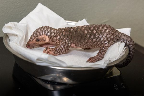 ▲▼台灣穿山甲「潤喉糖」在布拉格動物園誕下二寶。（圖／翻攝自Facebook／Miroslav Bobek, veřejný profil ）