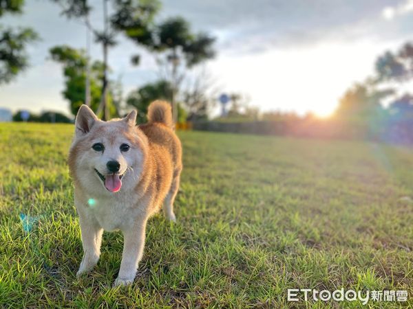 ▲超幸運！遛狗遇見「野生彭于晏」　飼主開心抱起14歲柴柴合影（圖／網友吳昀駿提供，請勿隨意翻拍，以免侵權。）