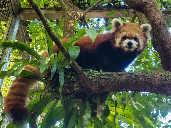 小貓熊YaYa。（圖／台北市立動物園提供）