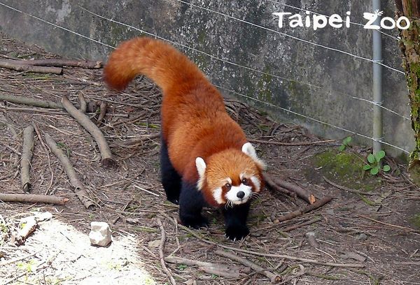 小貓熊YAYA。（圖／台北市立動物園提供）