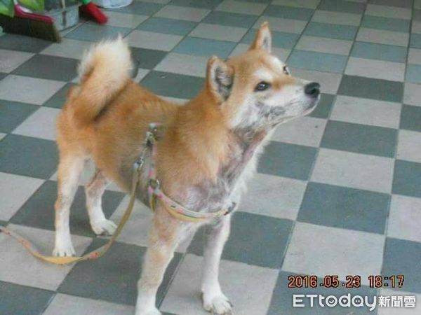 ▲「老柴犬當機」不想握手！看到奴才秀出「零食包」馬上照做（圖／網友蔡小姐提供，請勿隨意翻拍，以免侵權。）