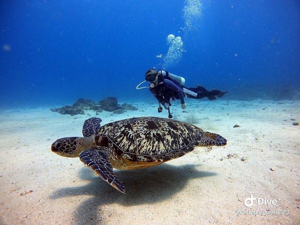 ▲▼小琉球景點 7大限定玩法、玩水秘境！來小琉球尋海龜必玩推薦。（圖／ReadyGo提供）