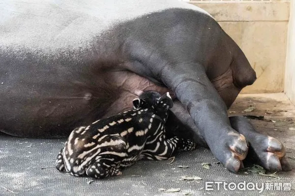 貘克遺腹子誕生，媽媽是馬來貘貘莉。（圖／台北市立動物園提供）