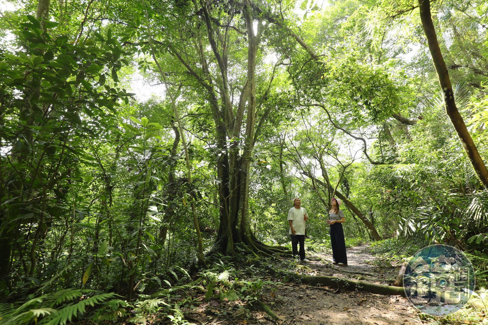 深藏山林荒廢30年的古道生態豐富，巨大的板根盤據。