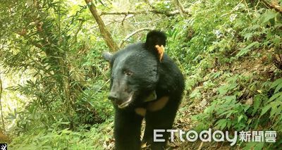 日本熊害13死!網友疑惑「台灣為何沒熊害」 真實狀況曝光