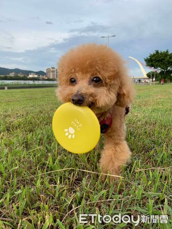 狗狗運動。（圖／記者李依融攝）