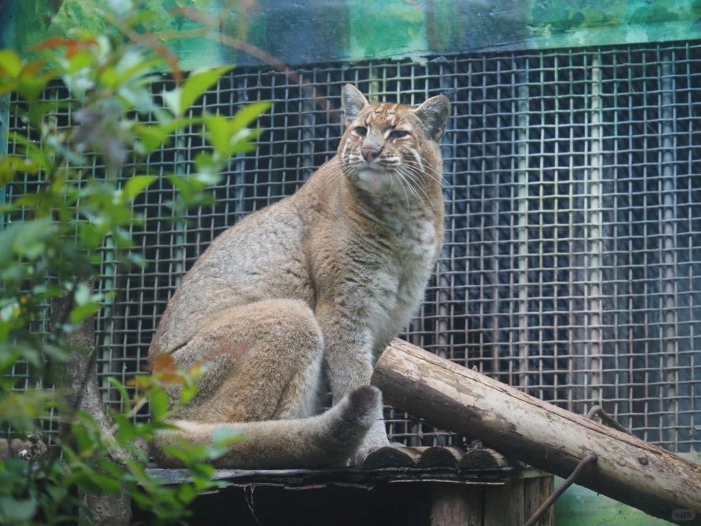 ▲▼稀有過大熊貓！重慶金貓「阿宅」離世 全國動物園僅餘2-3隻。（圖／翻攝自微博）