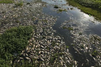 巴西20噸魚群「集體暴斃」漂河面！腐爛魚屍綿延　死因曝