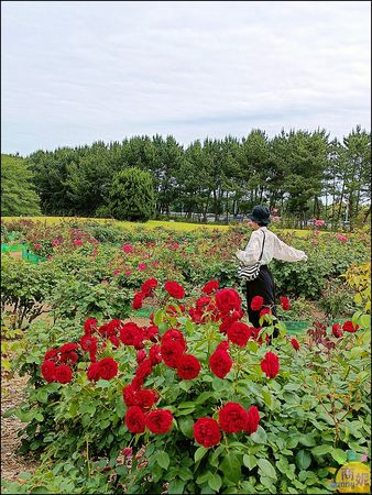 ▲▼茨城KKday一日遊行程。（圖／部落客商妮提供）