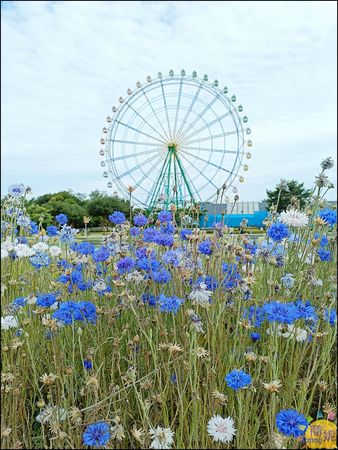 ▲▼茨城KKday一日遊行程。（圖／部落客商妮提供）