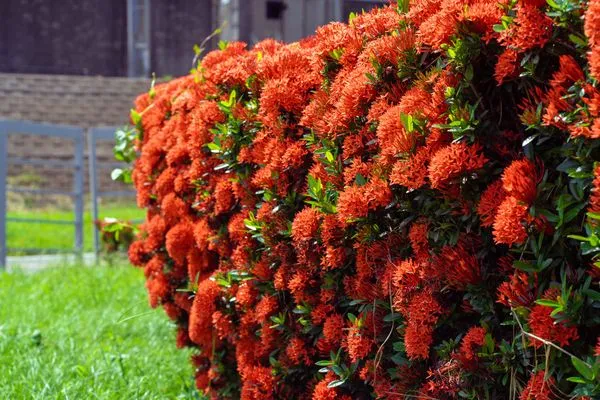 ▲外型猶如繡球花的仙丹花在三重淡水河畔河濱公園綻放。（圖／高灘處提供）