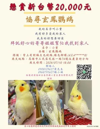 ▲▼毛毛你在哪／高雄玄鳳鸚鵡走失「有綠色腳環」　飼主懸賞2萬盼回家。（圖／飼主提供）