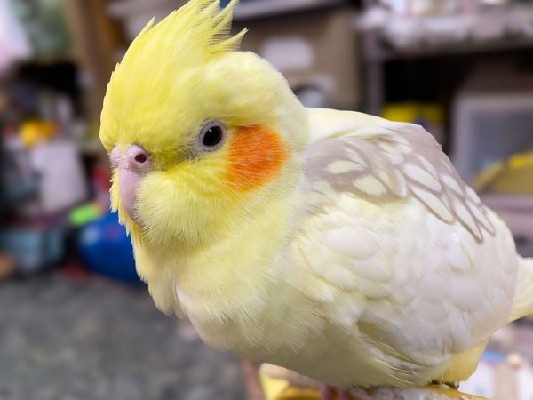 ▲▼毛毛你在哪／高雄玄鳳鸚鵡走失「有綠色腳環」　飼主懸賞2萬盼回家。（圖／飼主提供）