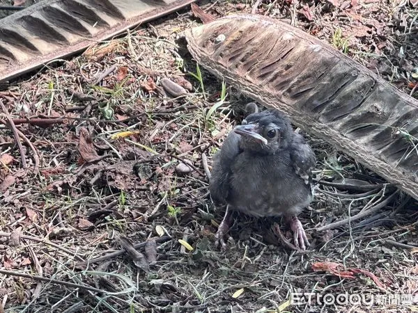 ▲被原住民視為聖鳥的紅嘴黑鵯幼鳥疑似學飛時，不慎摔落地面，加上風雨來襲，工作人員先將幼鳥帶回安置，而後再將幼鳥安放樹枝上，待母鳥哺育後順利飛離。（圖／記者林東良翻攝，下同）