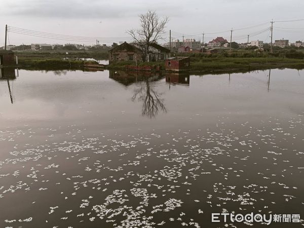 ▲▼嘉義東石水中屋大量魚蝦翻肚死亡，現場臭味沖天             。（圖／記者翁伊森翻攝）