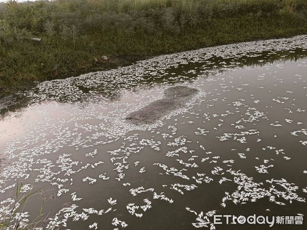 ▲▼嘉義東石水中屋大量魚蝦翻肚死亡，現場臭味沖天             。（圖／記者翁伊森翻攝）