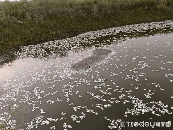 ▲▼嘉義東石水中屋大量魚蝦翻肚死亡，現場臭味沖天             。（圖／記者翁伊森翻攝）