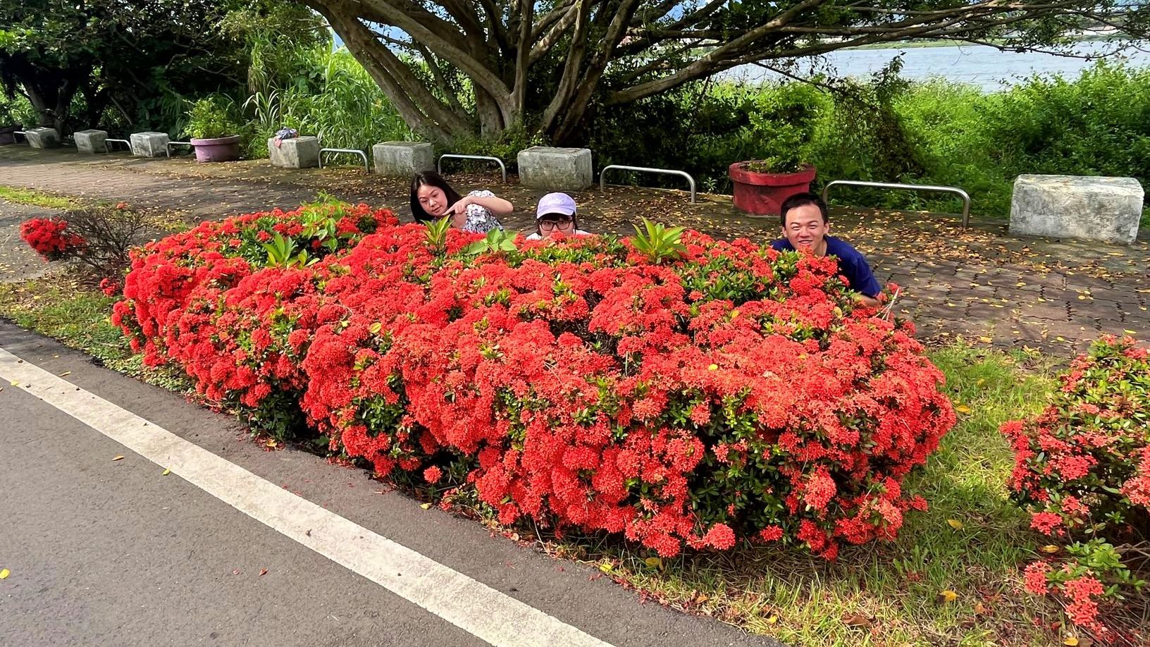 ▲盛夏暢遊新北河濱公園　三重淡水河畔仙丹花盛開。（圖／新北市高灘處提供）