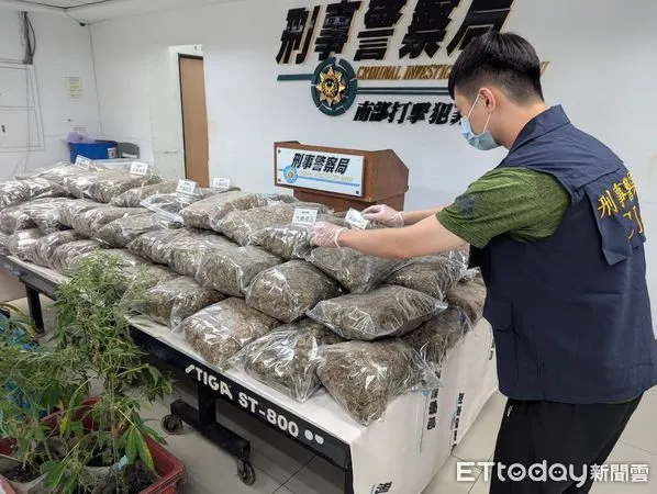 ▲▼南打大麻農場             。（圖／記者陳宏瑞翻攝）