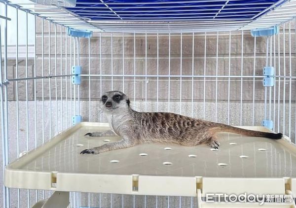 ▲「獅子王」電影中「丁滿」狐獴外型可愛，苗栗動保所辦理領養抽籤，會場破紀錄擠滿人潮。（圖／苗栗縣動物保護防疫所提供）