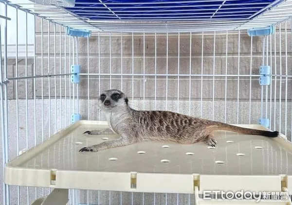 ▲「獅子王」電影中「丁滿」狐獴外型可愛，苗栗動保所辦理領養抽籤，會場破紀錄擠滿人潮。（圖／苗栗縣動物保護防疫所提供）