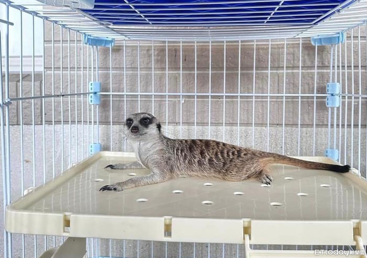 狐獴開放有條件飼養　農業部：業者買賣需申請、飼主要登記