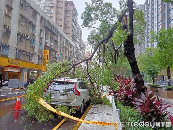 ▲▼新北中和捷運路一株路樹倒塌，壓到停放路旁的休旅車，警方在現場警戒等待區公所人員移除。（圖／記者陸運陞翻攝）