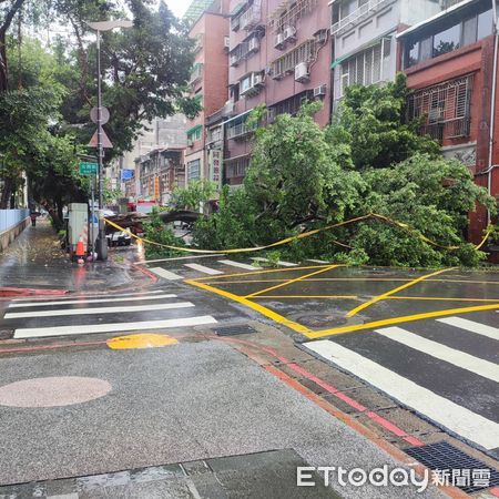 ▲▼▲北市永樂國小外路樹倒塌，導致國小外牆以及2台汽車遭波及，還有1名路人險遭樹襲。(圖／記者邱中岳翻攝）