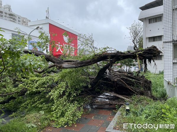 ▲北區臨安路二段310號對面民德路上，上午9時35分許，也發生路樹倒塌擋住民德路西向全部車道，市警五分局警網派員封鎖現場管制交通。（圖／記者林東良翻攝，下同）