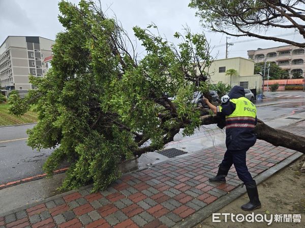 ▲▼凱米發威了！台中海線連傳2棵樹倒　2個月新車挨砸。（圖／記者許權毅翻攝）