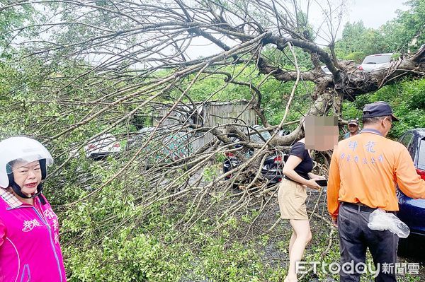 ▲強颱「凱米」侵襲，龜山區福安宮附近一棵大榕樹上午突然傾倒，幸福里里長張素伶到場關心。（圖／記者沈繼昌翻攝）