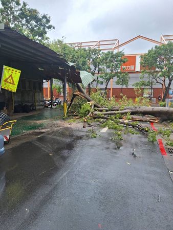 ▲▼士林特力屋前樹木傾倒。（圖／台北市政府提供）