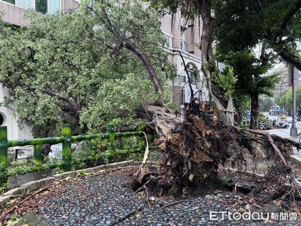 ▲▼北市民生東路一段、新生北路口發生路樹倒塌             。（圖／記者邱中岳攝）