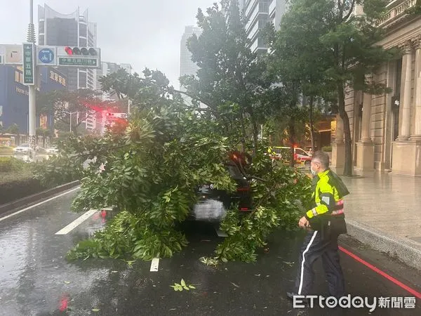 ▲BMW駕駛停紅燈，一旁的巨樹突然倒塌砸毀休旅車。（圖／記者許宥孺翻攝）