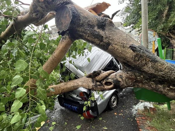 ▲強颱凱米侵襲台南，強風豪雨下各地頻傳路倒事件，24日下午南區郡南里公園突傳大樹連根拔起，整根倒塌下來，壓毀數部停放該處車輛，幸無人員亡。（圖／翻攝自台南大小事）