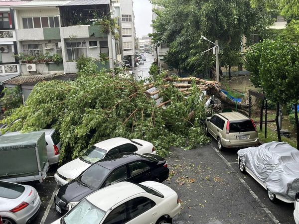 ▲強颱凱米侵襲台南，強風豪雨下各地頻傳路倒事件，24日下午南區郡南里公園突傳大樹連根拔起，整根倒塌下來，壓毀數部停放該處車輛，幸無人員亡。（圖／翻攝自台南大小事）