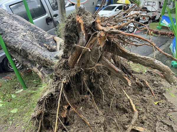 ▲強颱凱米侵襲台南，強風豪雨下各地頻傳路倒事件，24日下午南區郡南里公園突傳大樹連根拔起，整根倒塌下來，壓毀數部停放該處車輛，幸無人員亡。（圖／翻攝自台南大小事）