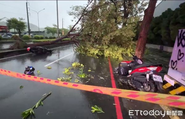 ▲▼凱米狂風發威！高雄再傳路樹倒塌，2騎士遭擊落緊急送醫。（圖／記者吳世龍翻攝）