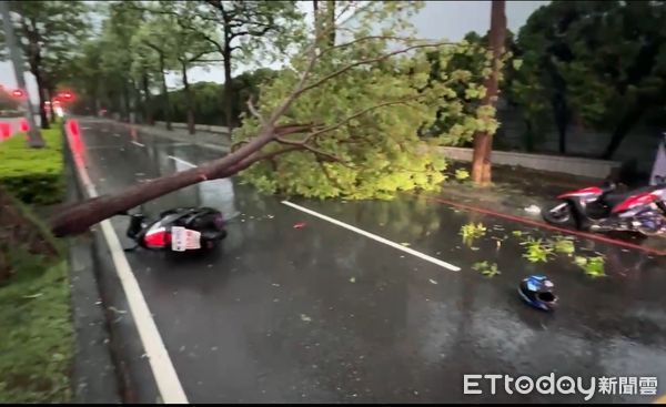 ▲▼凱米狂風發威！高雄再傳路樹倒塌，2騎士遭擊落緊急送醫。（圖／記者吳世龍翻攝）