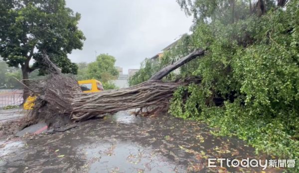 ▲凱米颱風強襲，雲林多處積淹水封路，虎尾四樓高大樹連拔倒地。（圖／記者蔡佩旻翻攝）