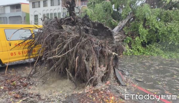 ▲凱米颱風強襲，雲林多處積淹水封路，虎尾四樓高大樹連拔倒地。（圖／記者蔡佩旻翻攝）