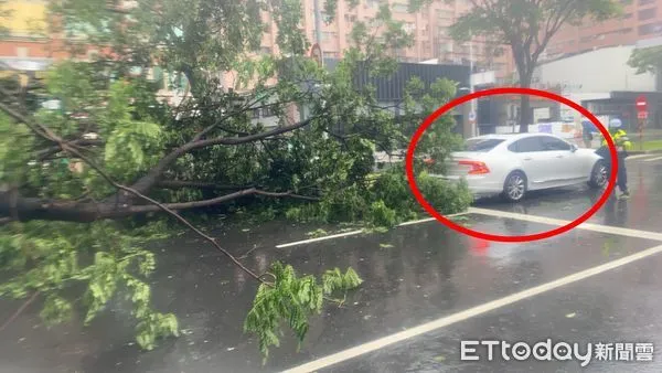 ▲一台被稱為「德國坦克」品牌的車輛，被路樹壓到             。（圖／記者吳奕靖翻攝）