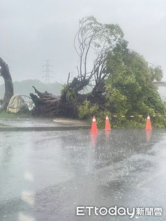 ▲▼    仁義潭地標大樹倒         。（圖／記者翁伊森翻攝）