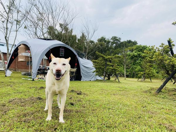 狗狗雞蛋花颱風天堅持出門上廁所。（圖／有點毛毛的／飼主Li Eva提供）